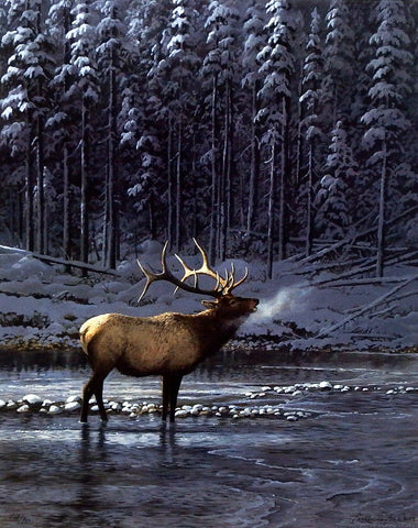 Persis Clayton Weirs Lonesome Bull Elk