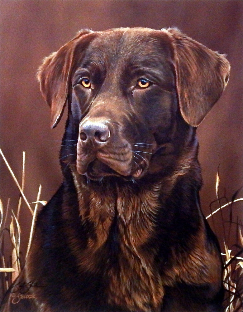 Scot Storm Loyal Companion- Chocolate Lab
