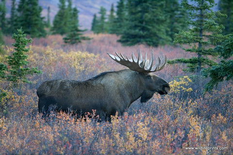 Judy Syring King of the Forest