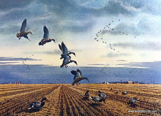 Les Kouba Mallards Ala Barley