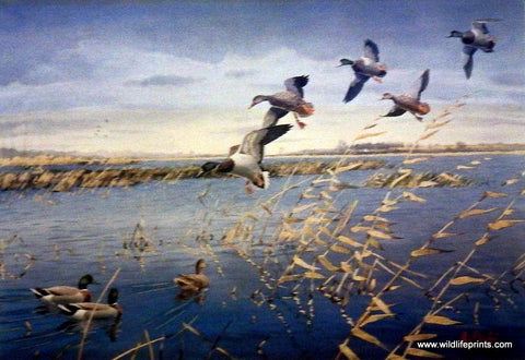 Les Kouba Mallards Assembling
