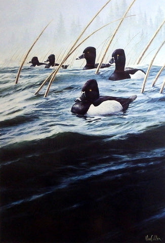 Ron Van Gilder Marsh Mist- Bluebill Ducks