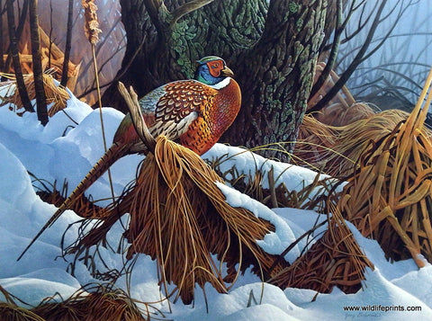 Jerry Gadamus Marshland Emperor
