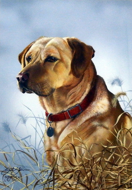 Scot Storm Master's Pride- Yellow Lab