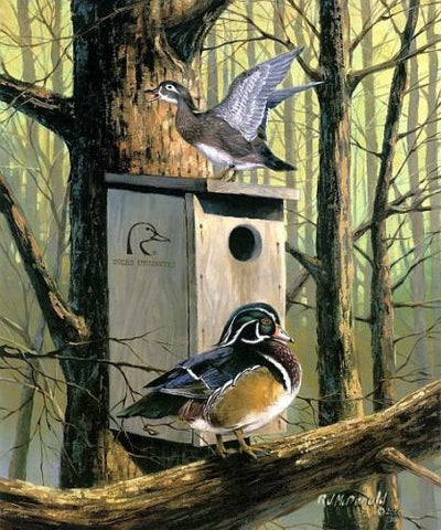 R.J.McDonald Room with a View Wood Duck Print