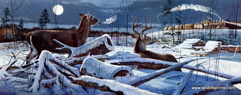 Chris Kuehn Winter Whitetail Deer Picture
