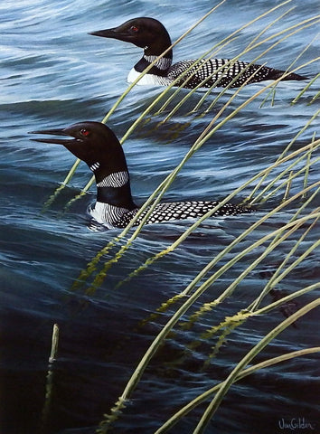 Ron Van Gilder Heritage- Loons