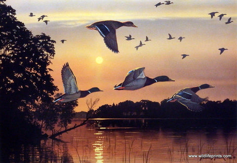 Bruce Miller Mallard Duck Waterfowl Art Painting