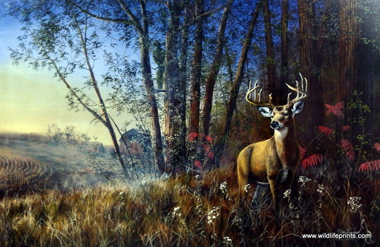 Jim Hansel Misty Morning