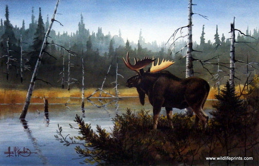 Les Kouba Moose Hangout