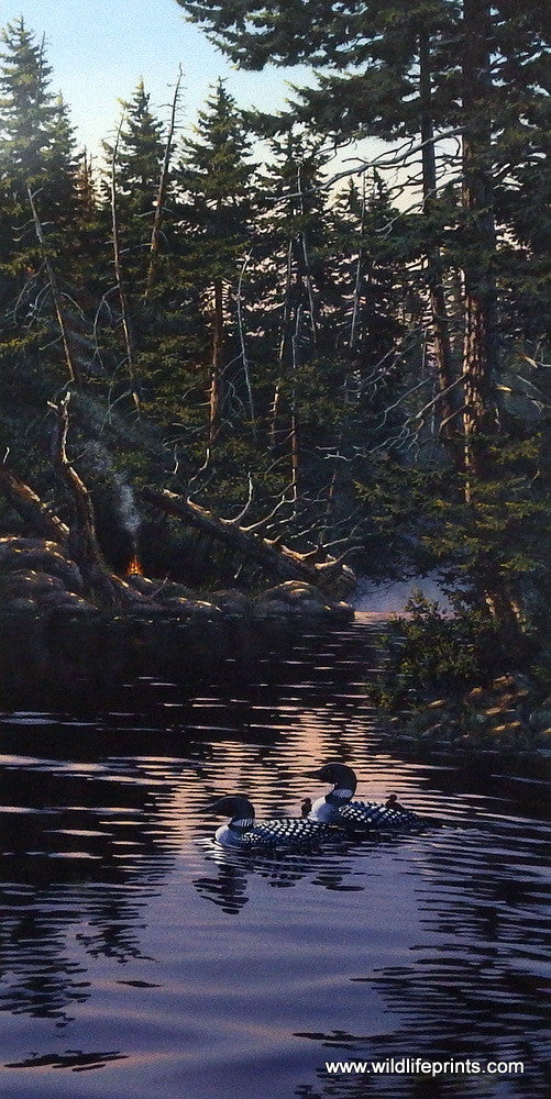 Derk Hansen Morning Reflections (loon family)