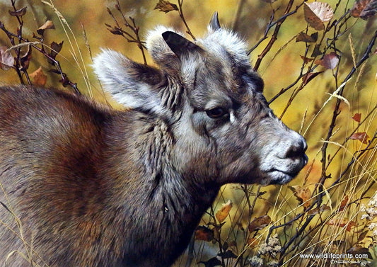 Carl Brenders Art Print Baby Bighorn Sheep