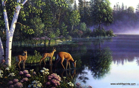 Kim Norlien New Beginnings