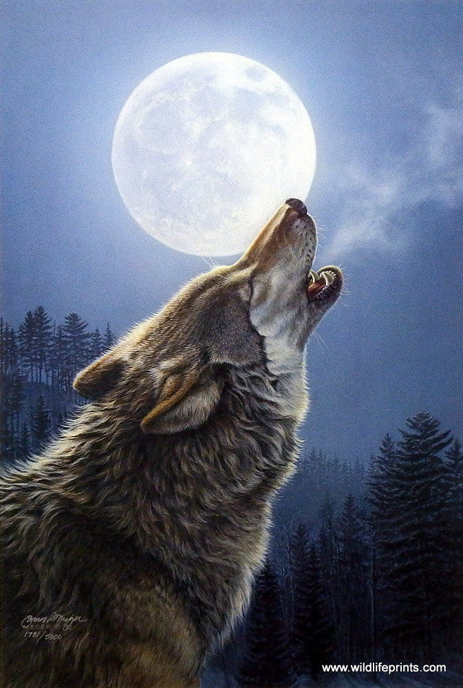 James Meger Night Music Wolf Art Print