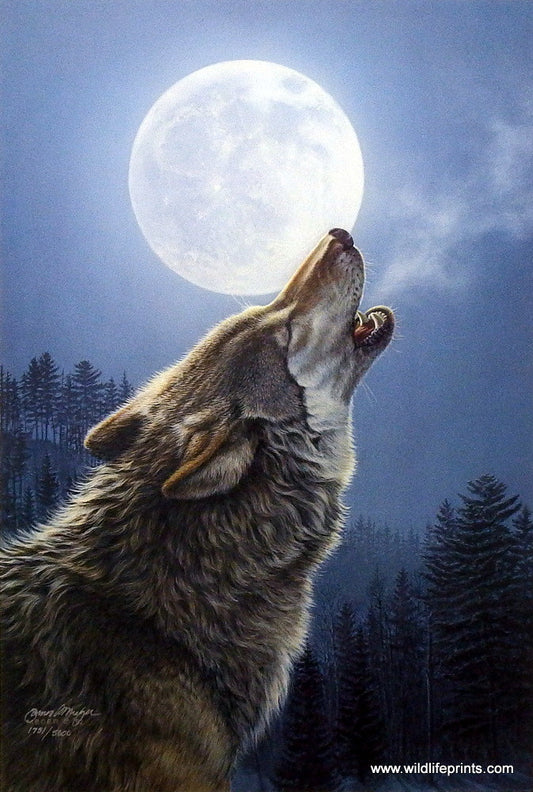 James Meger Night Music Wolf Art Print
