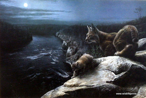 Kevin Daniel Nightwatch