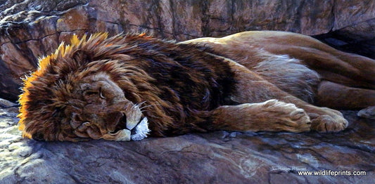 Jan McGuire Noble Nap