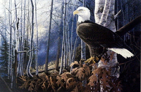 Don Blakney Bald Eagle in Birch Tree Art Print