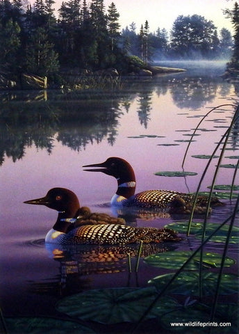 Kim Norlien Northern Splendor