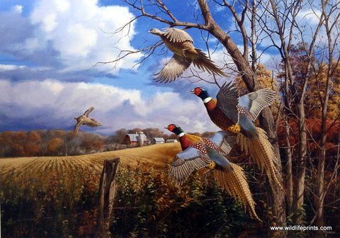 David Maass October Memories-Pheasants