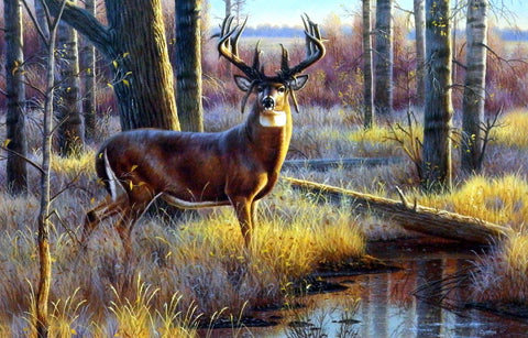 Cynthie Fisher Deer Picture Old Mossy Horn