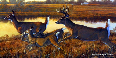 Bruce Miller Whitetail Deer Wildlife Print ON THE RUN