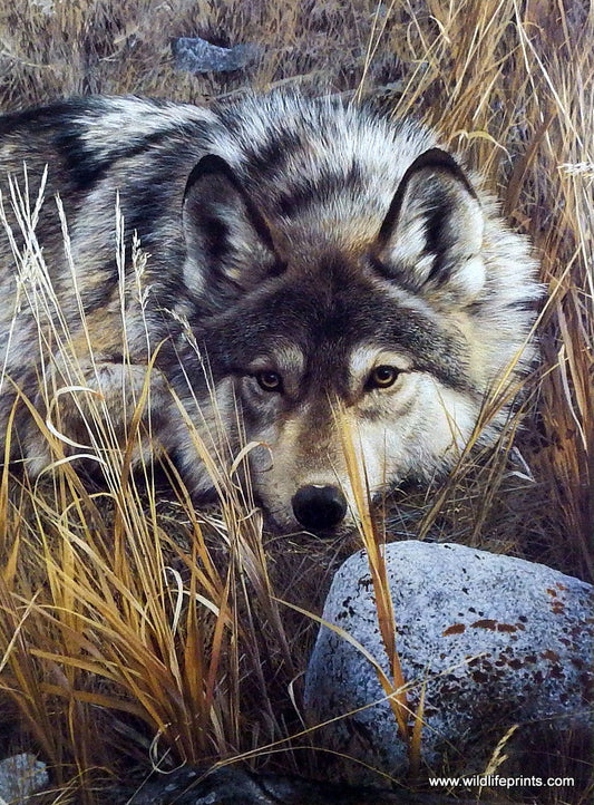 Carl Brenders Wolf Print One to One