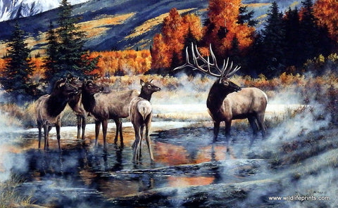 Andrew Kiss Elk Print Out of the Mist