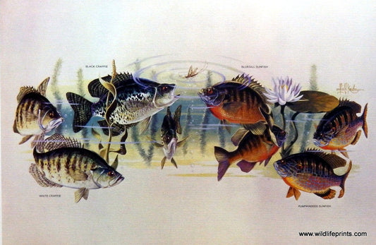 Les Kouba Panfish Bonanza
