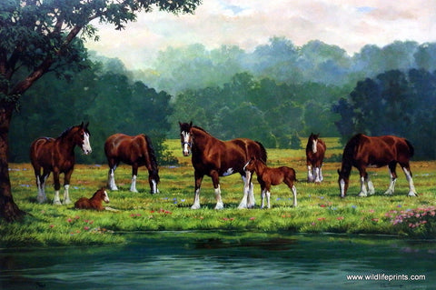 Chris Cummings Clydesdale Horses Picture