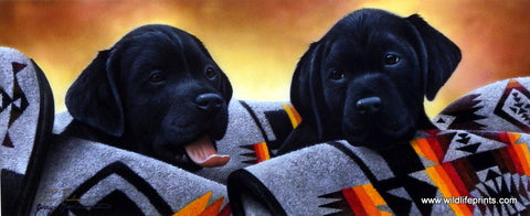 Jerry Gadamus Pendleton Black Pups
