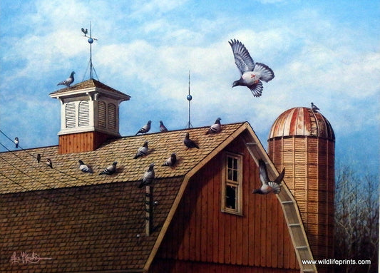 Les Kouba Pigeons - 16.75"x12.25"- Signed and Numbered