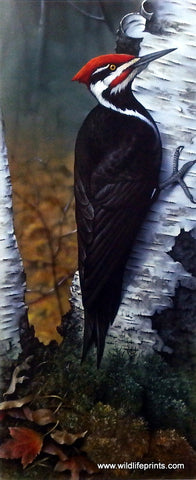 Jerry Gadamus Pileated Woodpecker