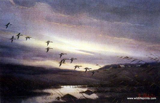Les Kouba Prairie Pothole Pintails