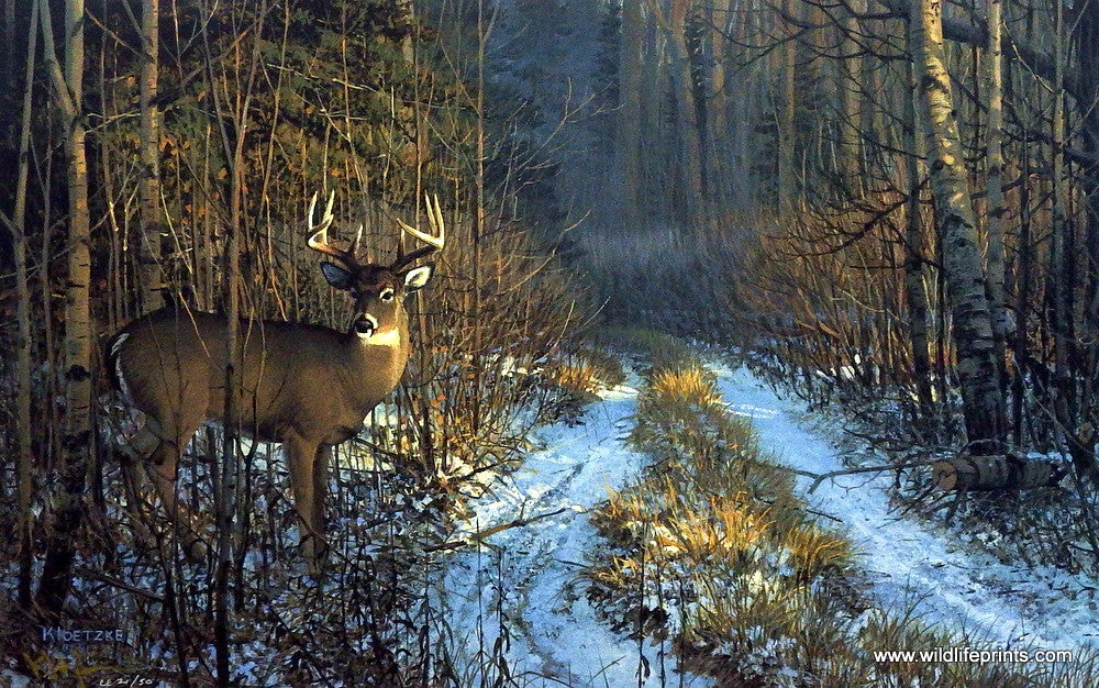 Don Kloetzke Whitetail Deer Buck Print