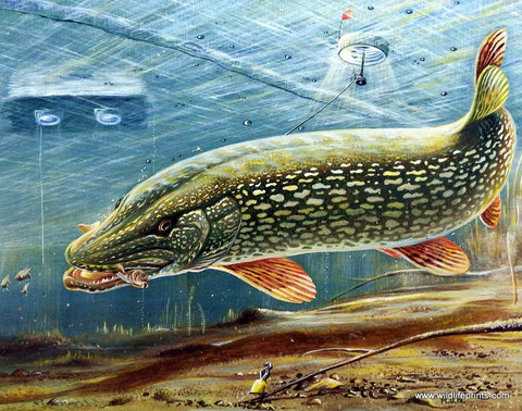 Ron Nelson Quick Strike Pike