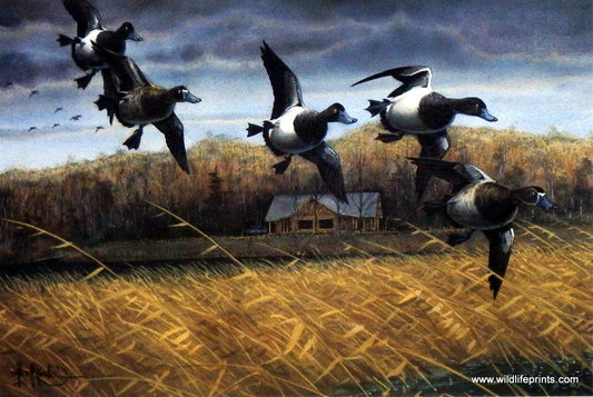 Les Kouba Rainy River Bills