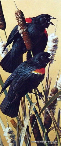 Carl Brenders bird print red-winged blackbird on cattails