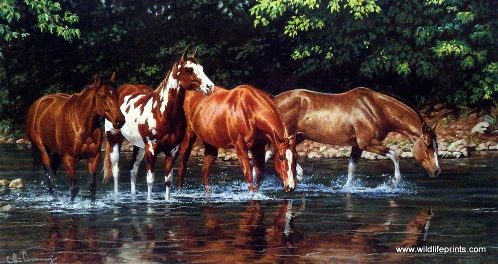 Chris Cummings Wild Horses Picture