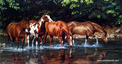 Chris Cummings Wild Horses Picture