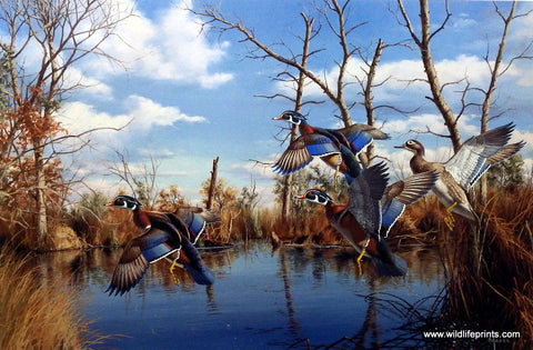 David Maass Reflections of Autumn-Wood Ducks