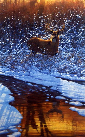 Michael Sieve Reflections of Bowhunting