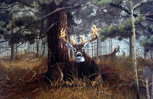 Scott Kennedy Reign Of The Pines