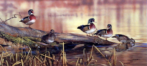 Scot Storm Resting Place- Wood Ducks