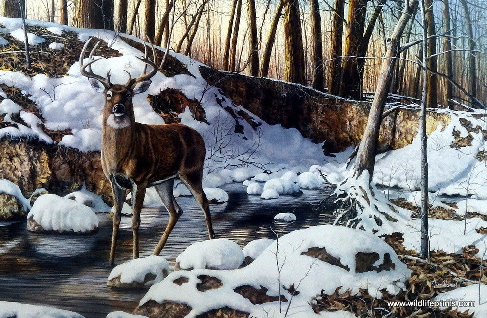 Jim Hansel River Bottom Buck