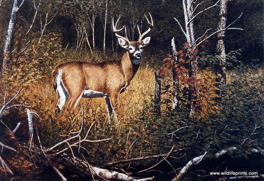 Richard Plasschaert River Bottom Buck