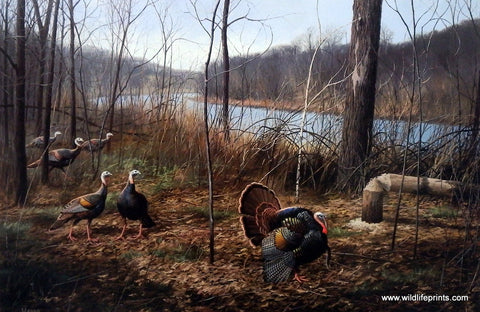 David Maass River's Edge Courtship- Wild Turkeys