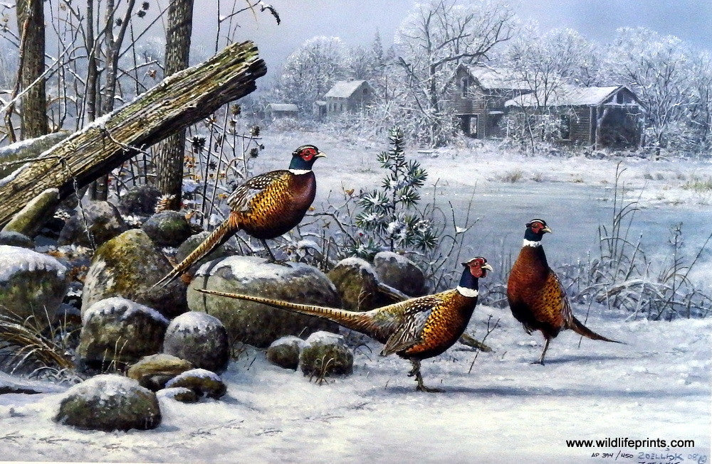 Scott Zoellick Rooster Resort | WildlifePrints.com