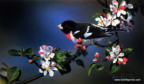 Jerry Gadamus Rose Breasted Grosbeak