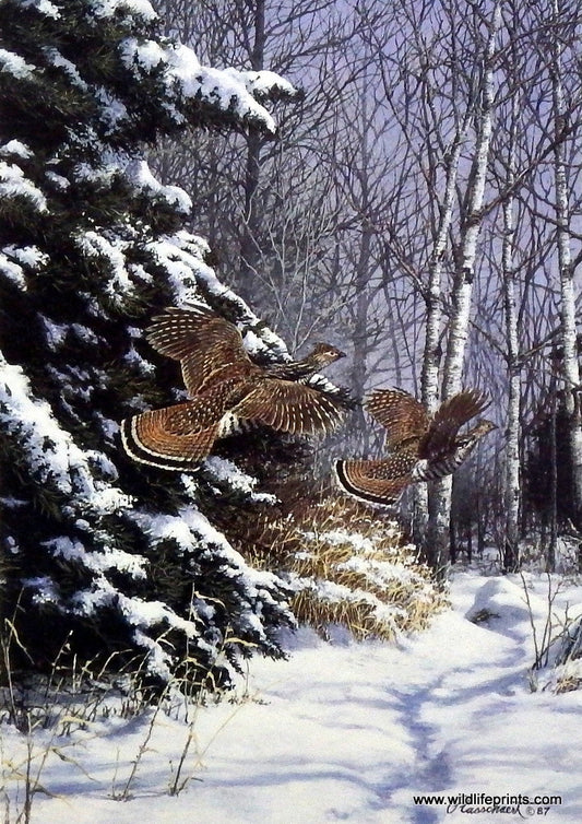 Richard Plasschaert Ruffed Grouse
